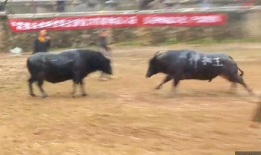 牛牛碰视频,趣味互动，畅享欢乐时光